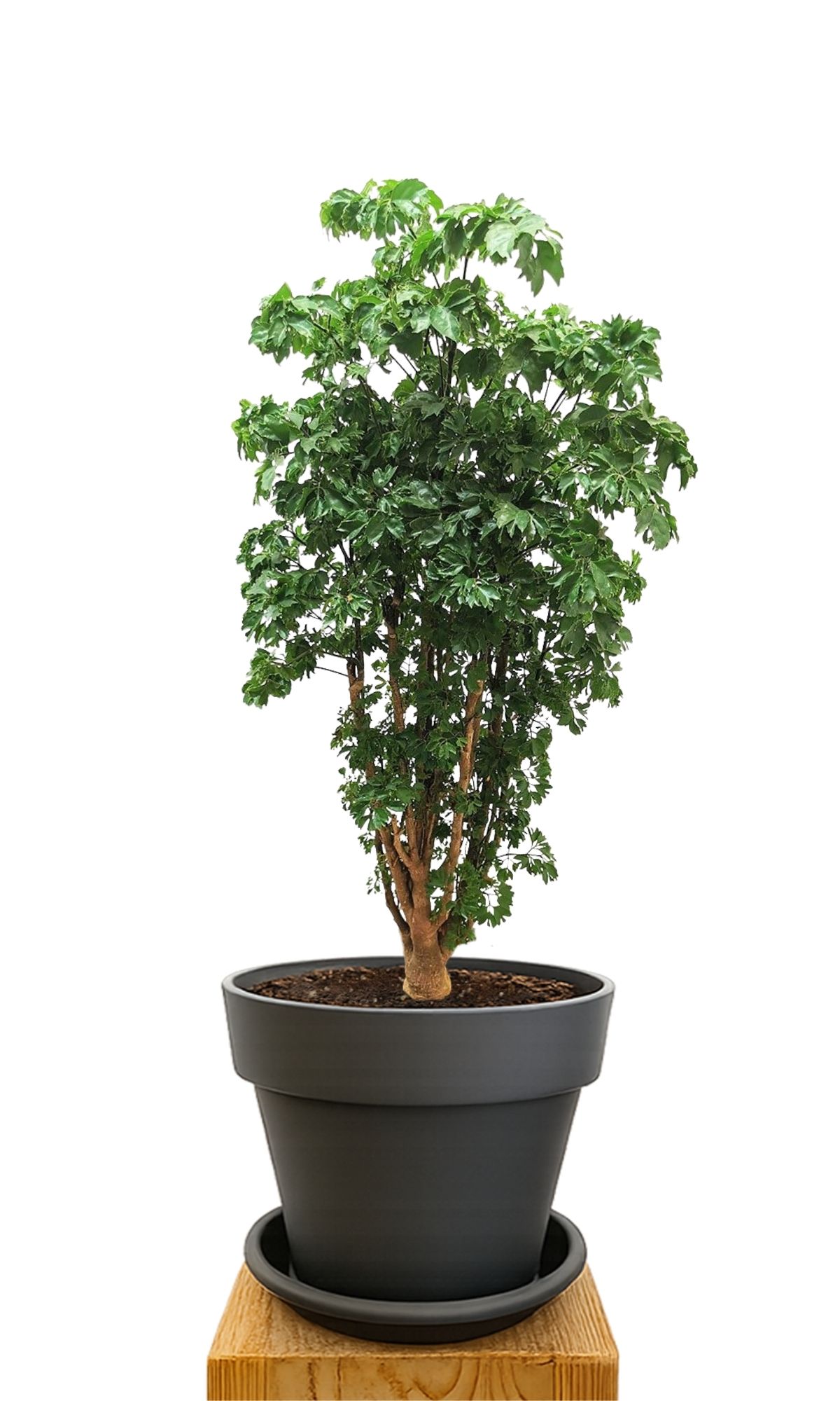 Plant kit 30 Anthracite